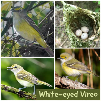 White-eyed Vireo